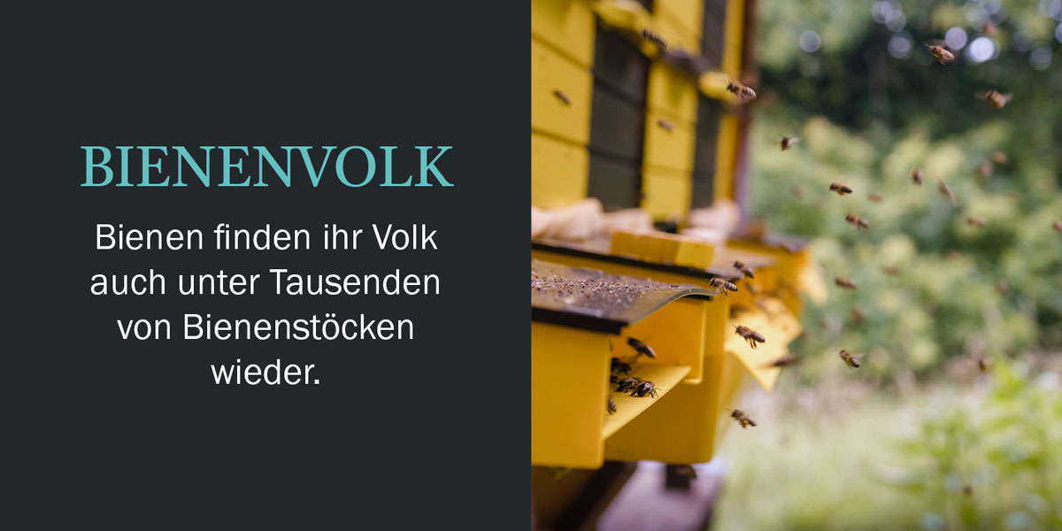 Honig Geschichten Seite 2